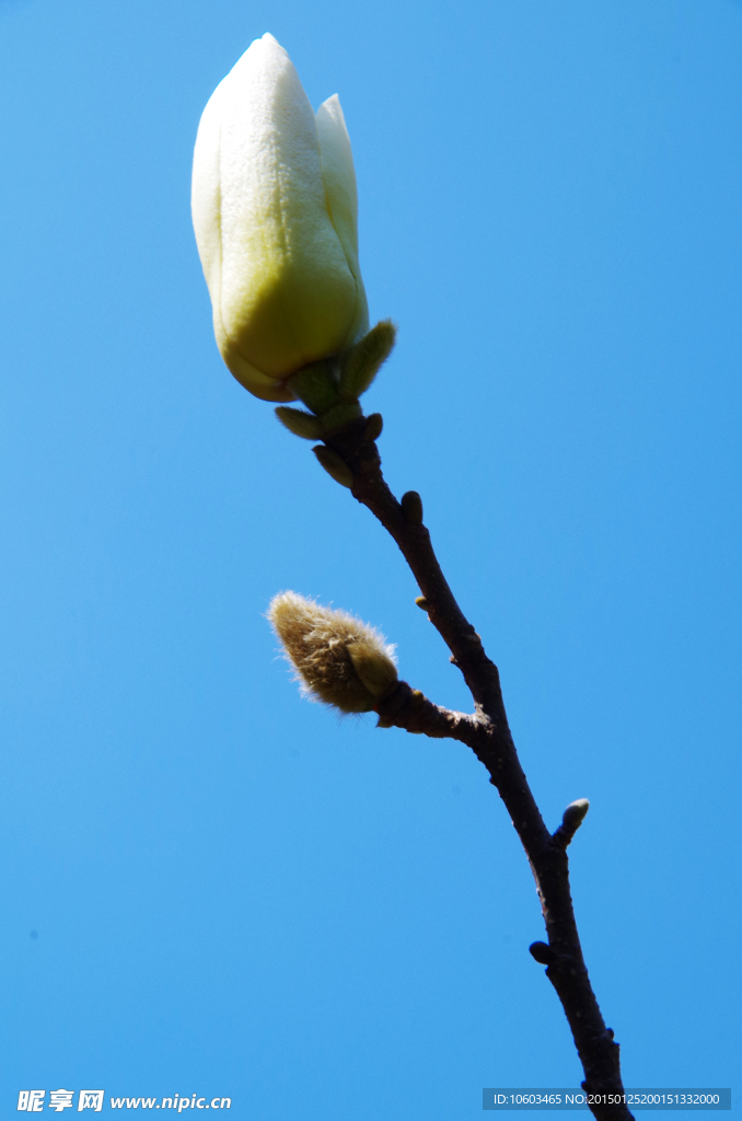 玉兰花