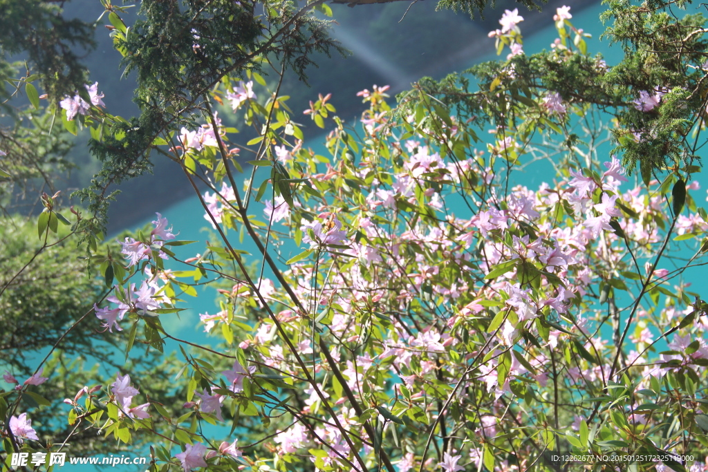 九寨沟海子野花