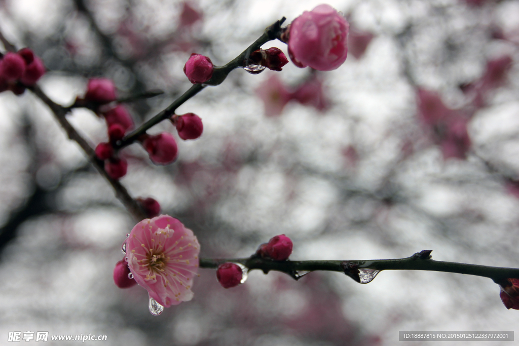 梅花