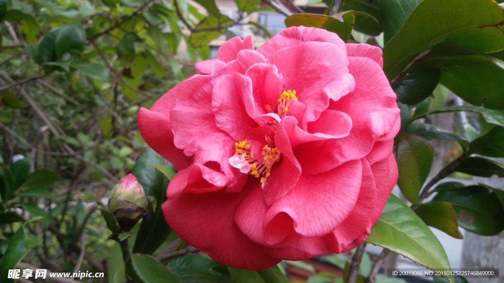 月季花