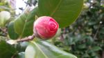 山茶花