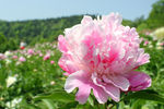 芍药花