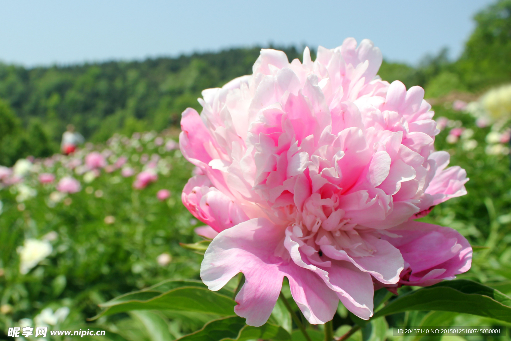 芍药花