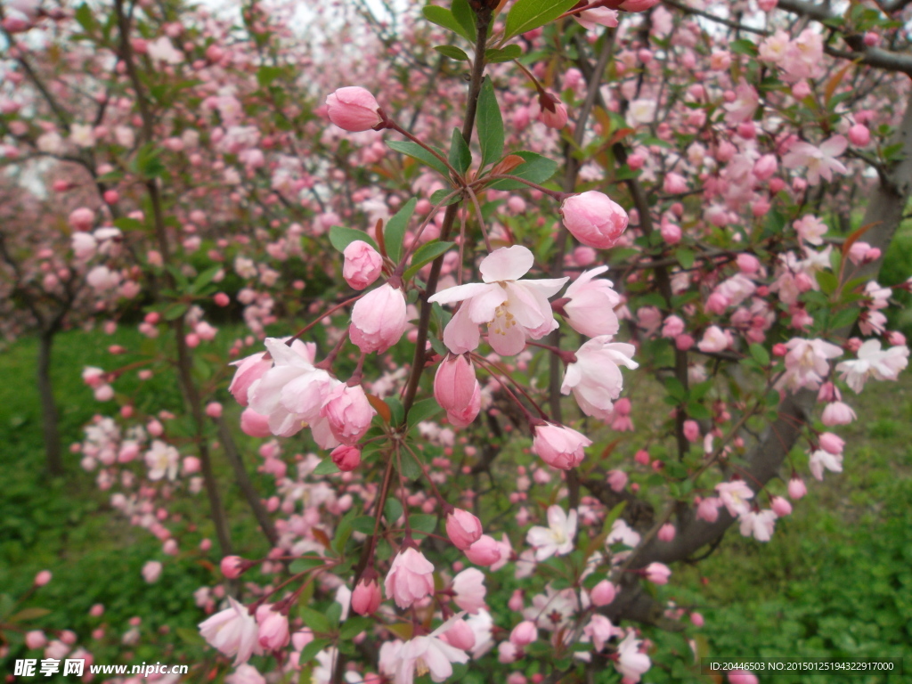 湘湖花开