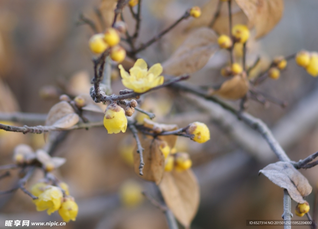 腊梅花