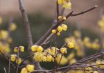 腊梅花