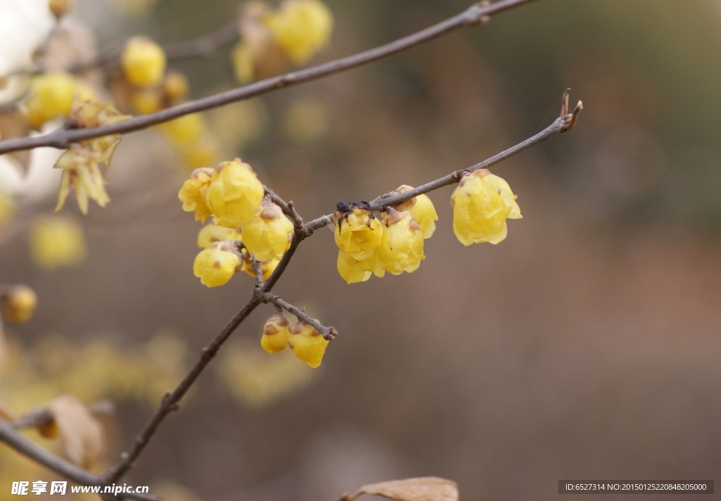 腊梅花