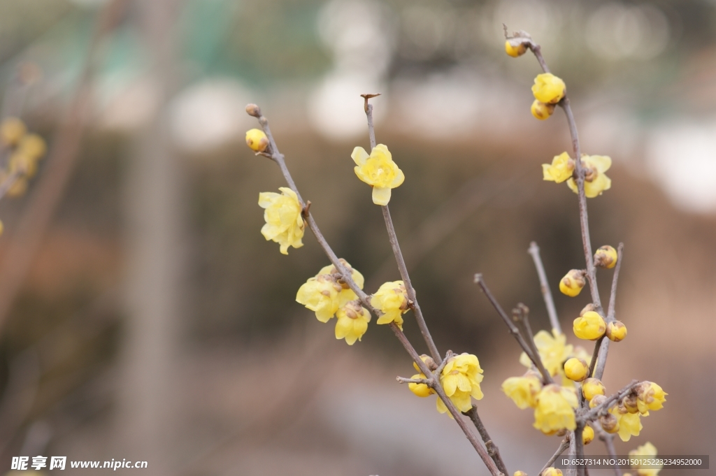 腊梅花