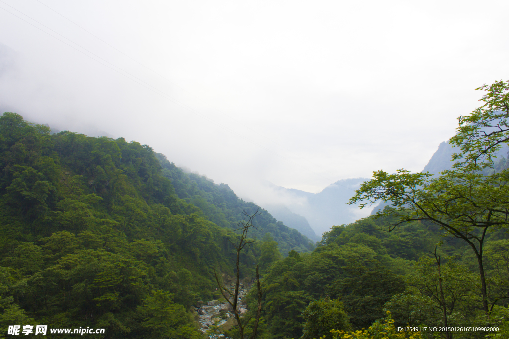 山林