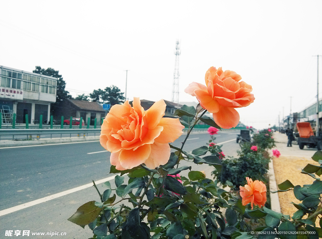 月季花