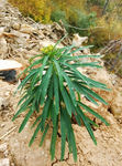 中药植物 绿叶