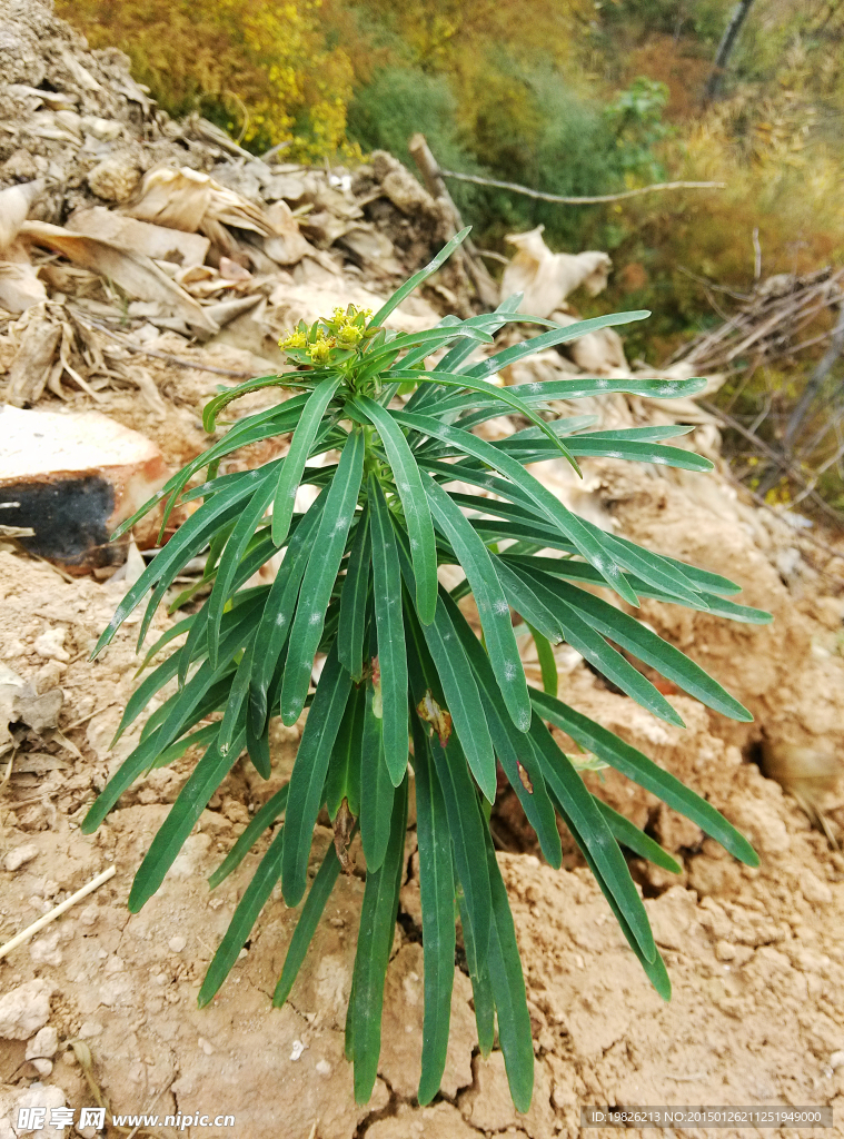 中药植物 绿叶