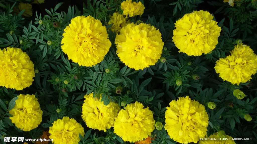 菊花