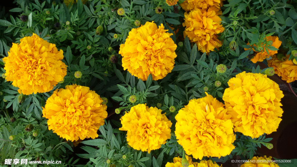 菊花