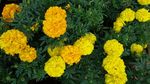 黄色菊花