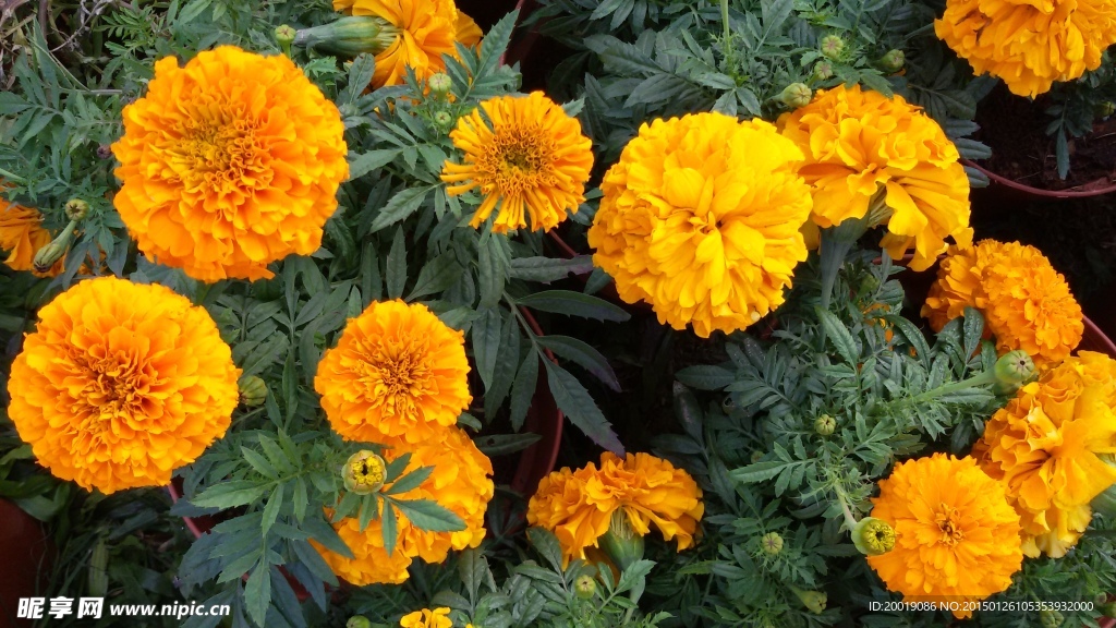 菊花