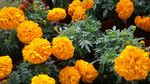黄色菊花