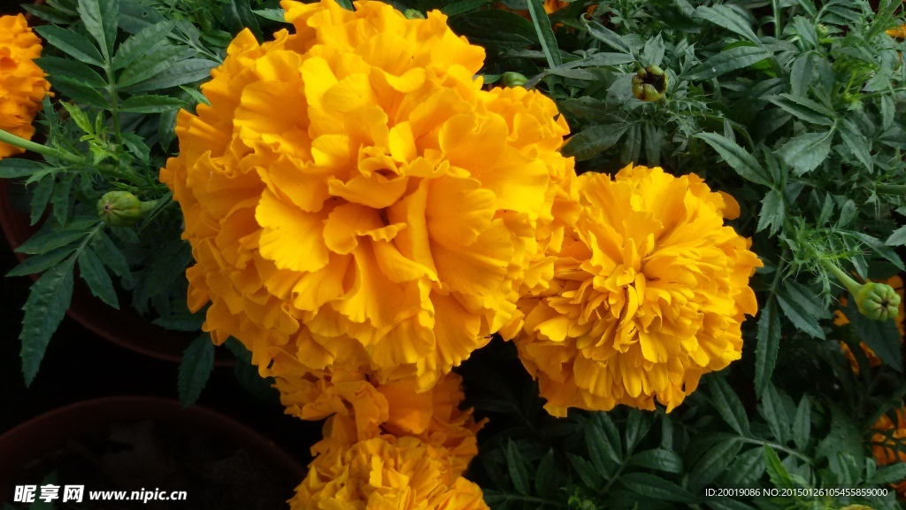 黄色菊花