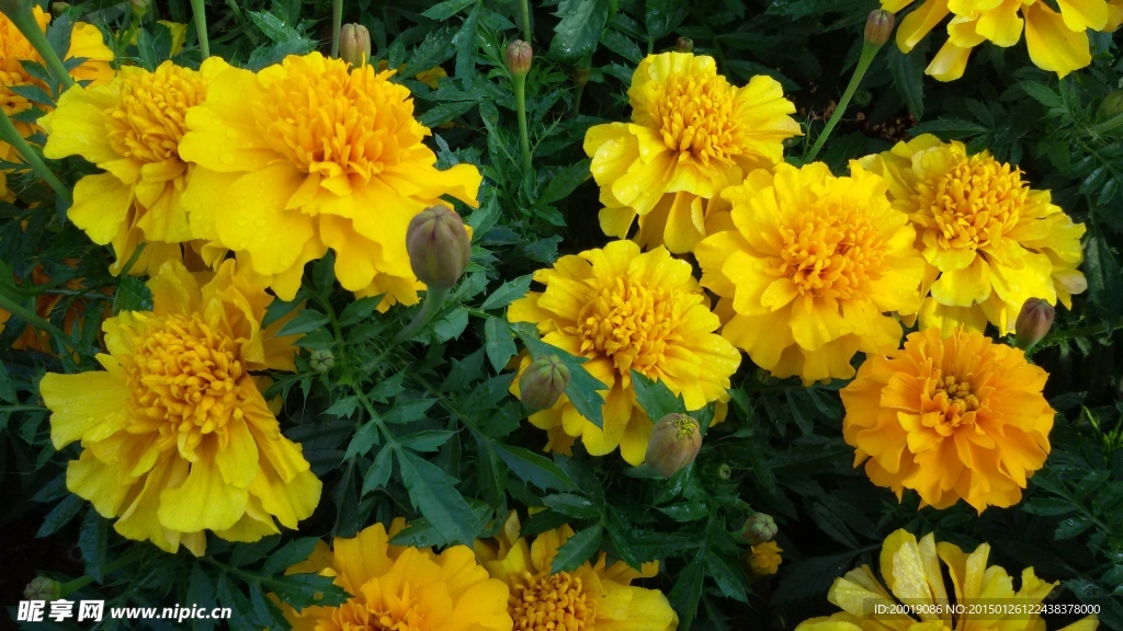 菊花