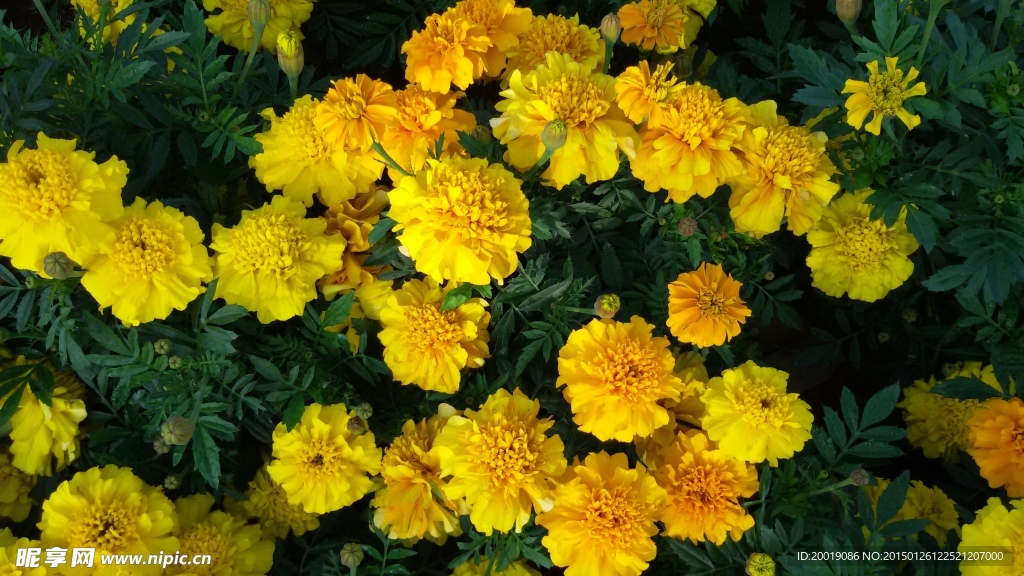 黄色菊花