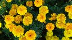 黄色菊花