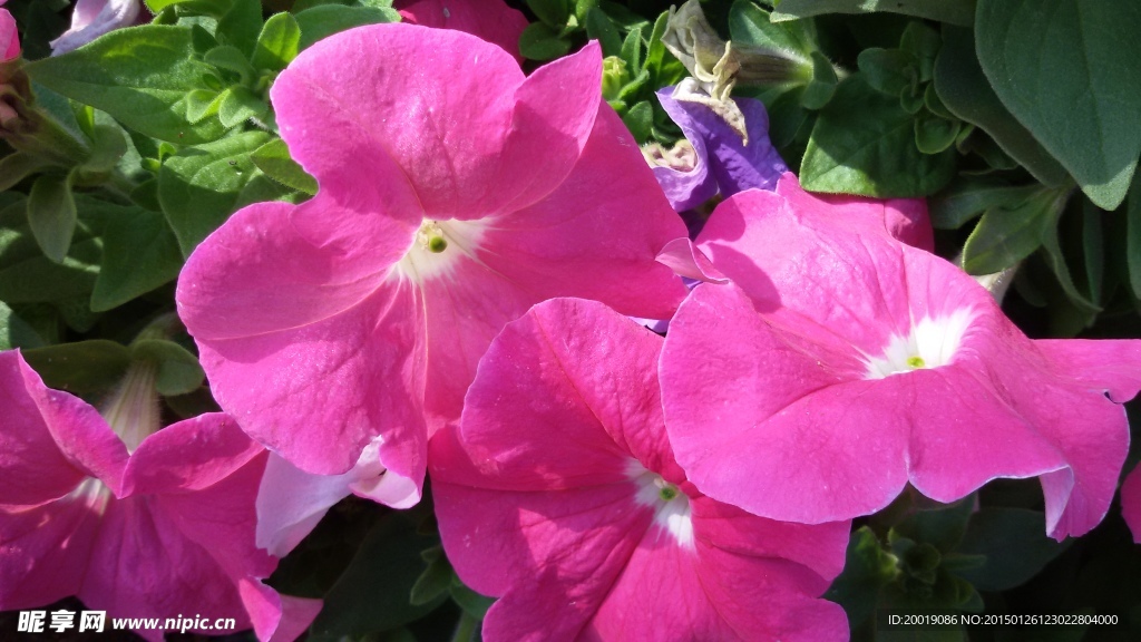 牵牛花