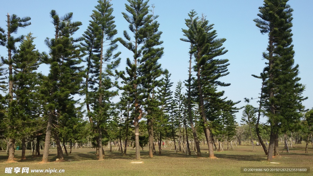 松树
