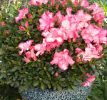 杜鹃花