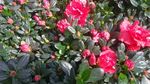 山茶花