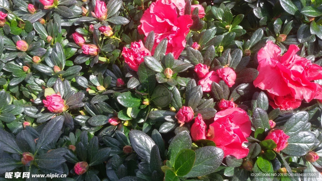 山茶花