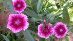 小粉花