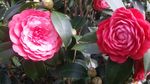 山茶花