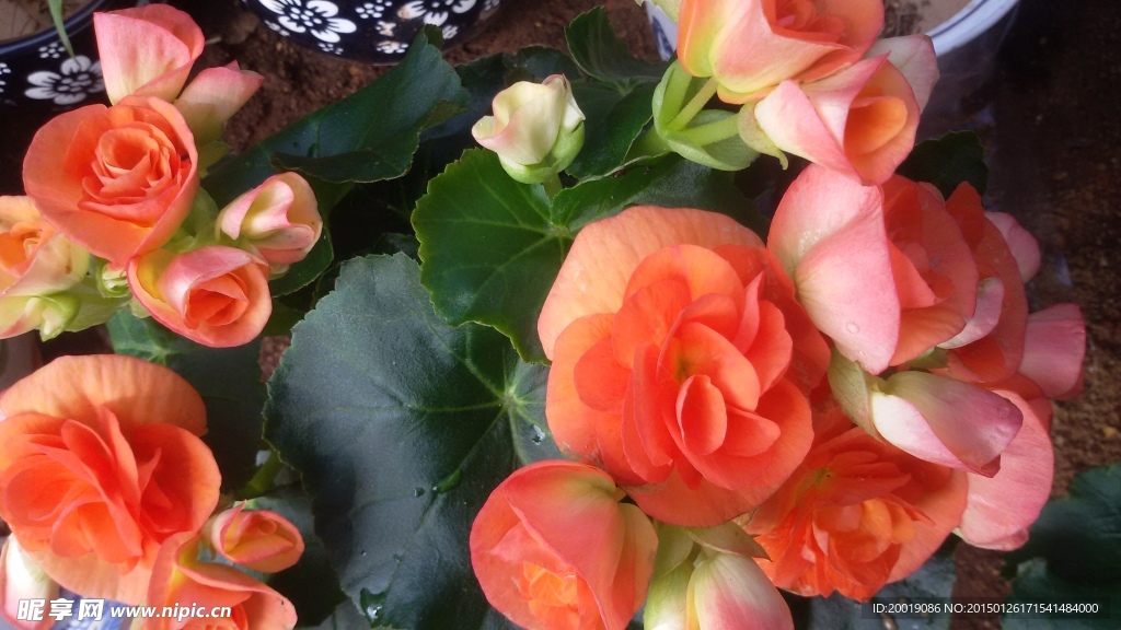 月季花