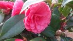 山茶花