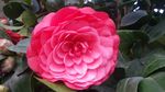 月季花