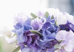 鲜花