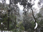 雪