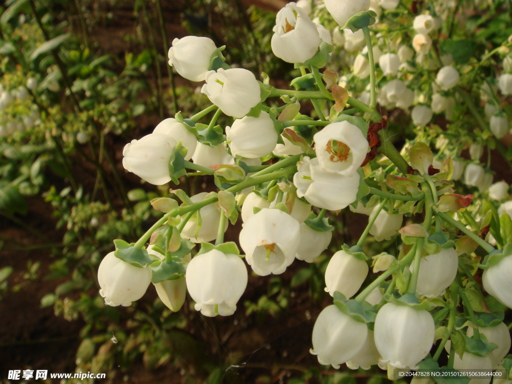 蓝莓花