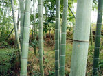 竹林