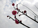 红梅