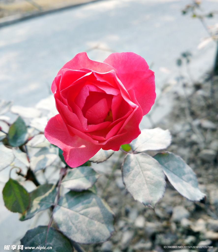 月季花