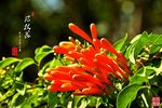 炮杖花