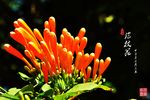 炮杖花