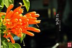 炮杖花