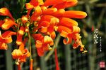 炮杖花