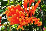 炮杖花