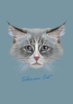 小猫