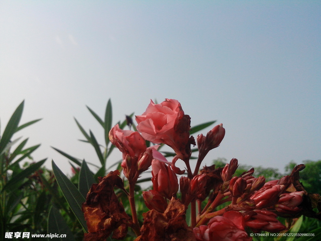 花