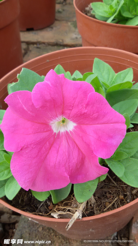 牵牛花