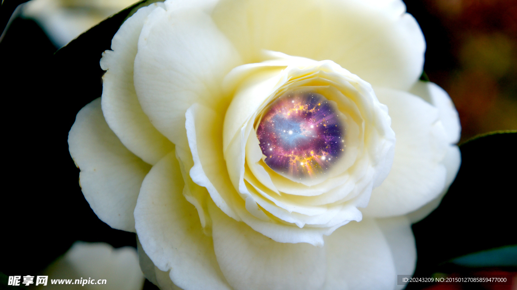 茶花和宇宙的拼合